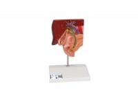 model hemoroidów - 3b smart anatomy - 1000315 [k27] 3b scientific modele anatomiczne 13